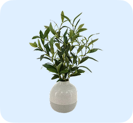 Plant in a pot